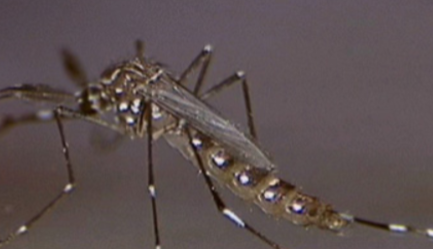 Observatório - USO DE EXTRATOS VEGETAIS E ÓLEOS ESSENCIAIS NO MONITORAMENTO, PREVENÇÃO E CONTROLE DA DENGUE